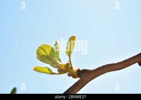 Kiwi-Zweige mit neuem Blatt an einem Frühlingstag im Garten, blauer Himmel im Hintergrund. Frühlingslaub und natürliches Hintergrundkonzept Stockfoto