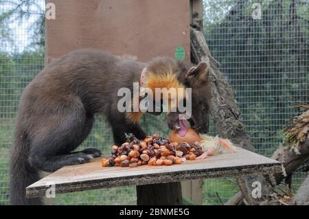 Männlicher Pinienmarder (Martes martes), der nach seiner Ankunft aus Schottland während eines Wiedereinführungsprojekts ein Ei auf einem Futtertisch in einem Käfig mit weicher Freisetzung isst Stockfoto