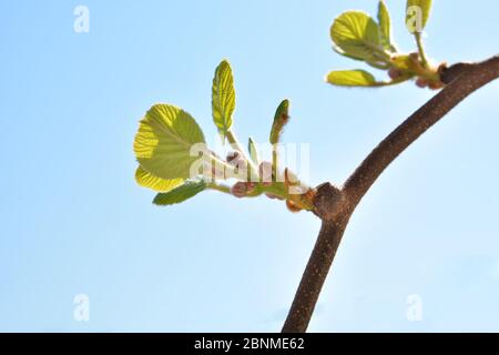Junge Kiwi-Zweige mit neuem Blatt an einem Frühlingstag im Garten, blauer Himmel im Hintergrund. Frühlingslaub und natürliches Hintergrundkonzept Stockfoto