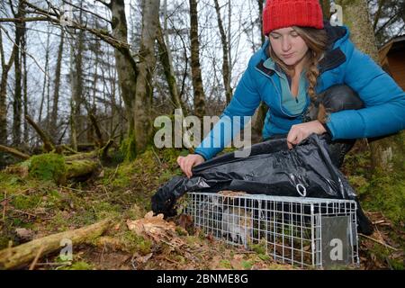 Catherine McNicol Inspektion ein graues Eichhörnchen (Sciurus carolinensis), die Sie in einem Live Capture Falle verfangen hat, während das Eichhörnchen Bevölkerung Überwachung in Stockfoto