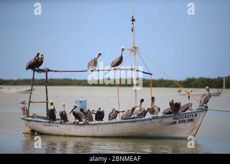 Erwachsene Braunpelikane (Pelecanus occidentalis) auf dem Boot, warten auf Fischer mit ihrem Fang in einem kleinen Hafen zurückkehren. Yucatan, Mexiko. Fe Stockfoto