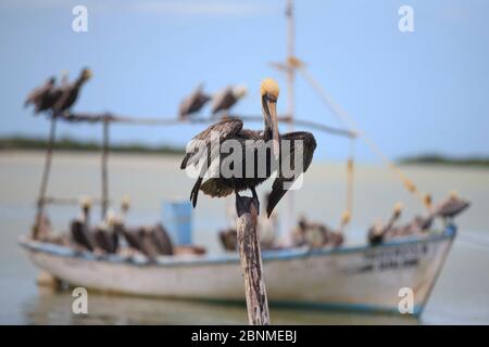 Erwachsene Braunpelikane (Pelecanus occidentalis) auf dem Boot, warten auf Fischer mit ihrem Fang in einem kleinen Hafen zurückkehren. Yucatan, Mexiko. Fe Stockfoto