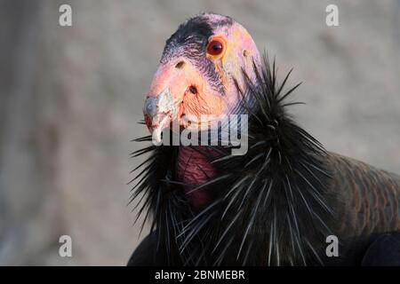 Reife männliche Kalifornien Kondor (Gymnogyps californianus) für die Zucht in Gefangenschaft Programm kritisch gefährdeten Arten Wiederherstellen verwendet. Idaho. Fe Stockfoto