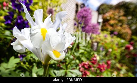 Garten im Landhausstil mit wunderschönen Alliums, Delphiniums und holländischen Irises Stockfoto