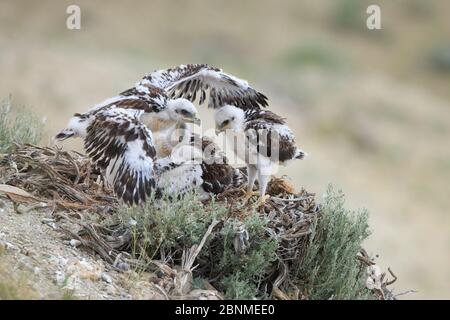 Wildschwein (Buteo regalis) Nest mit Küken. Sublette County USA Juni. Stockfoto