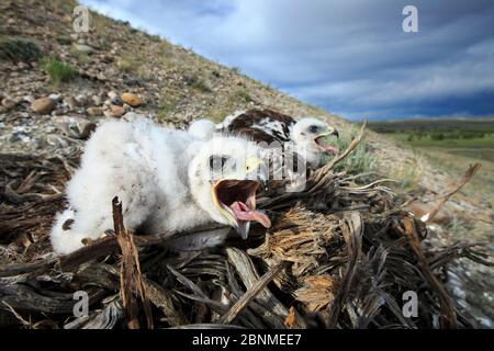 Wildschwein (Buteo regalis) Nest mit Küken. Sublette County, Wyoming, USA. Juni. Stockfoto