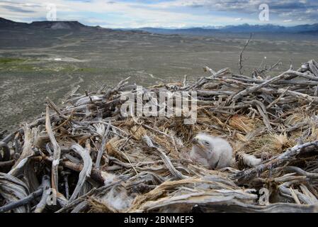 Wildhals (Buteo regalis) Nest mit Küken. Sublette County, Wyoming, USA. Juni. Stockfoto