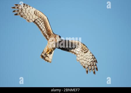 Weibliche Nordharrier (Circus cyaneus) im Flug. Sublette County, Wyoming, USA. Mai. Stockfoto