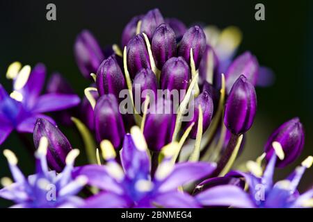 Scilla rubro" Karibische Juwelen Saphir Blau' Stockfoto