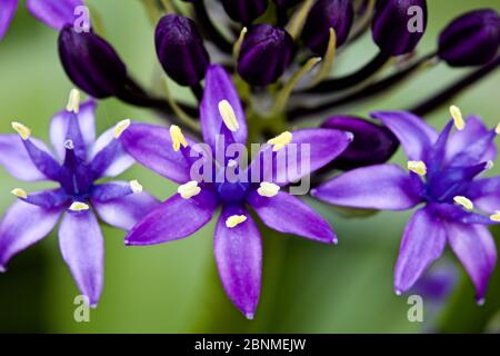 Scilla rubro" Karibische Juwelen Saphir Blau' Stockfoto