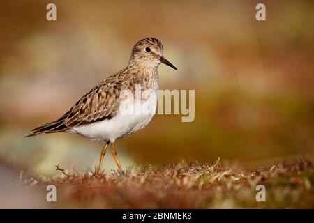 Temminck's Stint für Erwachsene (Calidris temminckii). Varanger Halbinsel, Norwegen. Juni. Stockfoto