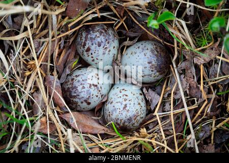 Temminck's Stint (Calidris temminckii) Nest mit vier Eiern Varanger Halbinsel, Norwegen. Juni. Stockfoto