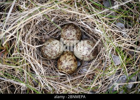 Temmincks Stint (Calidris temminckii) brütet mit vier Eiern. Varanger Halbinsel, Norwegen. Juni. Stockfoto