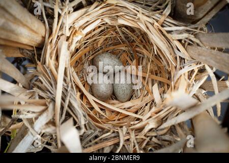 Gelbkopfamsel (Xanthocephalus xanthocephalus) Nest und Eier. Sublette County Juni. Stockfoto