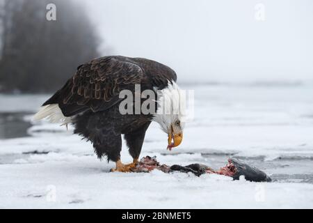 Weißkopfseeadler (Haliaeetus leucocephalus), der sich auf laichenden Lachs ernährt. Südost-Alaska. Dezember. Stockfoto