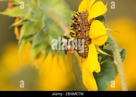 Hunt's Hummel (Bombus huntii) besucht Sonnenblumen in einem Gemeinschaftsgarten, Bozeman, Montana, USA, August. Stockfoto