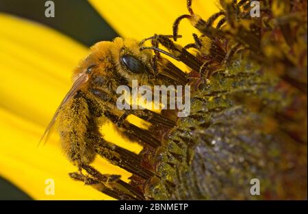 Langgehörnige Biene (Melissodes sp) Weibchen, sammelt Pollen auf einer Sonnenblume in einem Gemeinschaftsgarten, Bozeman, Montana Stockfoto