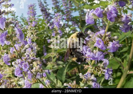 Zitrone Kuckuck Hummel (Bombus citrinus) Königin auf russischen Salbei, Madison, Wisconsin, USA, August. Stockfoto