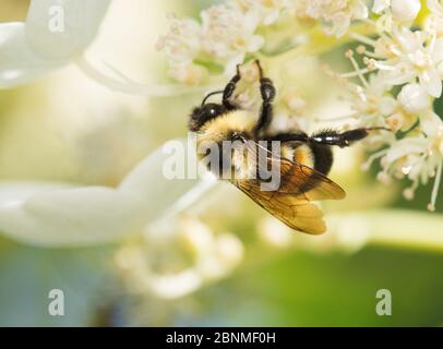 Rostig gepatchte Hummel (Bombus affinis), weiblich, Arbeiter. Wisconsin, USA. Stark gefährdete Arten. Stockfoto