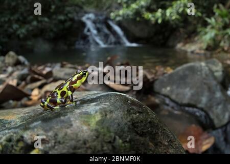 Limosa Harlequin Frog (Atelopus limosas) Cocobolo Nature Reserve, Panama. Stark gefährdete Arten. Stockfoto