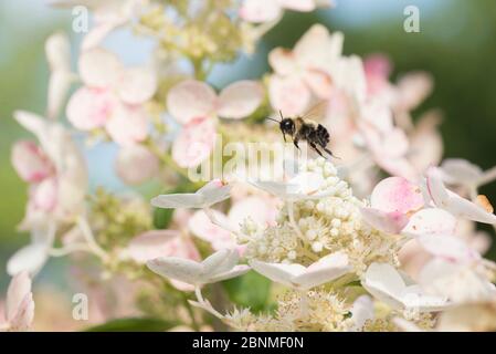 Rostig-geflickte Hummel (Bombus affinis) Arbeiter fliegt zwischen Hortensien Blumen, Madison, Wisconsin, USA. Gefährdete Arten. Stockfoto