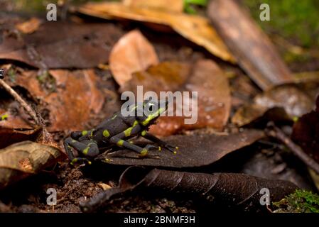 Limosa harlequin Frosch (Atelopus limosus) Erwachsene, in Lebensraum, Cocobolo Nature Reserve, Panama. Stockfoto