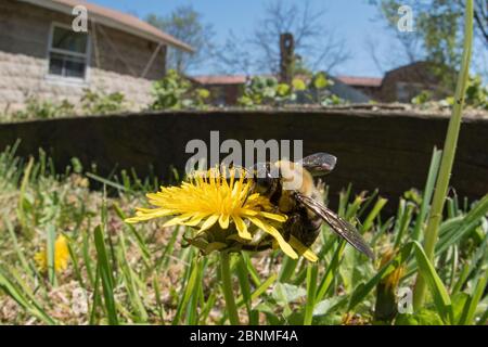 Östliche Zimmermannbiene (Xylocopa virginica) Männchen auf Löwenzahn, Mt Ranier, Maryland, USA, April. Stockfoto