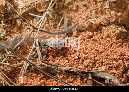 Biene (Megachile), die ihr Nest baut, Pickens, South Carolina, USA, Mai. Stockfoto