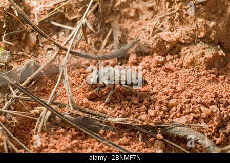 Biene (Megachile), die ihr Nest baut, Pickens, South Carolina, USA. Mai. Stockfoto
