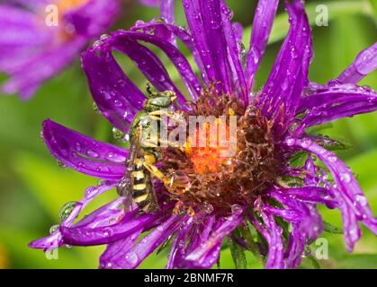 Metallisch grüne Biene (Agapostemon sp) männlich. South Carolina, USA, Juli. Stockfoto