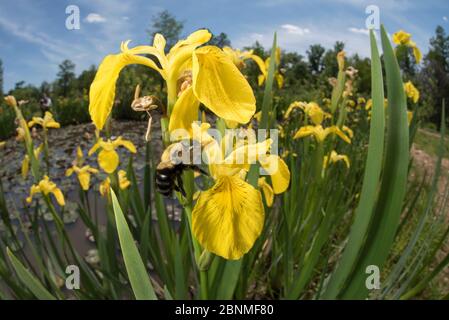 Braunbäuchige Hummel (Bombus griseocolois), Kenilworth Aquatic Garden and Park, Washington DC, USA, Mai. Stockfoto