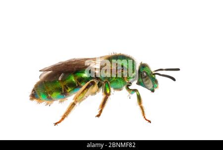 Grüne Biene (Augochloropsis metallica), South Carolina, USA, August. Meetyourneighbors.net Projekt Stockfoto