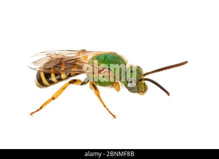 Grüne Biene (Agapostemon splendens), männlich, South Carolina, USA, Juli. Meetyourneighbors.net Projekt Stockfoto