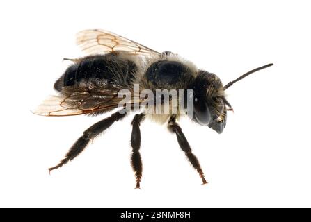 Biene (Megachile sp), Madison, Wisconsin, USA, September. Meetyourneighbors.net Projekt Stockfoto