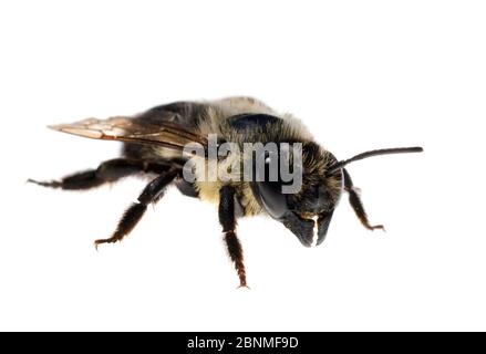 Blattstecher Biene (Megachile sp), Madison, Wisconsin, USA, Septemerb. Meetyourneighbors.net Projekt Stockfoto