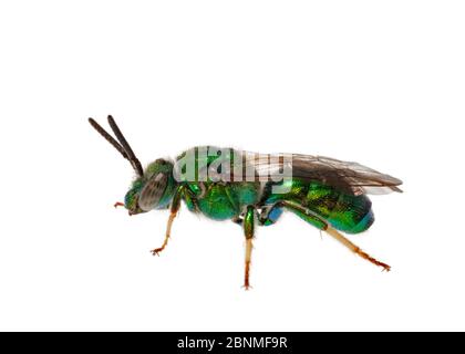 Grüne Biene (Agapostemon texanus), weiblich, Madison, Wisconsin, USA, September. Meetyourneighbors.net Projekt Stockfoto