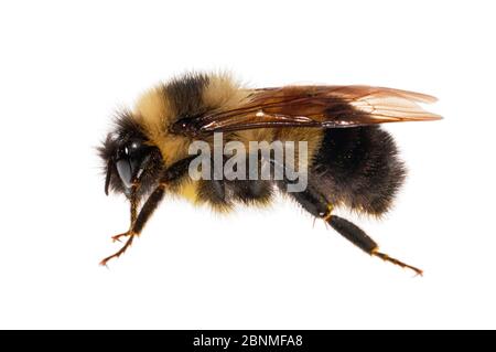 Rostig gepatchte Hummel (Bombus affinis), weiblich, Arbeiter, Madison, Wisconsin, USA. Meetyourneighbors.net Projekt Stockfoto