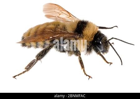 Gelbe Hummel (Bombus fervidus), männlich, Madison, Wisconsin, USA. Meetyourneighbors.net Projekt Stockfoto