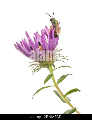 Tau bedeckte Männchen Metallic Green Biene (Agapostemon splendens) beginnt sich nach dem Schlafen auf einer Aster über Nacht zu bewegen, South Carolina, USA, August. Meetyour Stockfoto