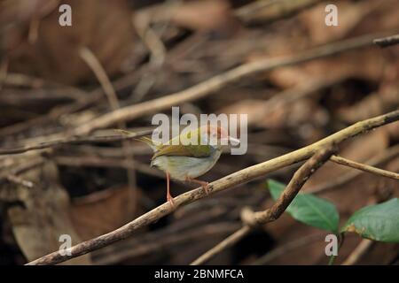 Gewöhnlicher Schwanzvogel (Orthotomus sutorius) thront. Sri Lanka. Stockfoto