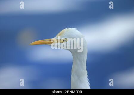 Ostrindreiher (Bubulcus coromandus) Porträt, Sri Lanka. Stockfoto