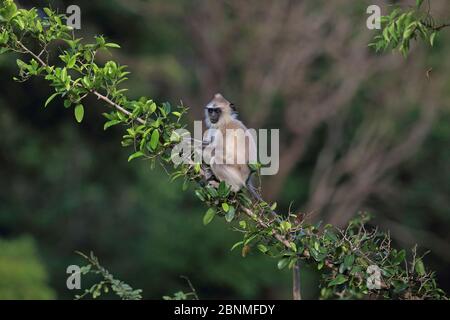 Getuftete graue Langur (Semnopithecus priam thersites) an der Niederlassung, Sri Lanka. Stockfoto