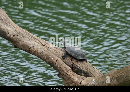 Indische schwarze Schildkröte (Melanochelys trijuga) auf Baumstamm über Wasser, Sri Lanka. Stockfoto