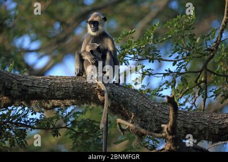 Getuftete graue Langur (Semnopithecus priam thersites) Mutter mit Säugling, Sri Lanka. Stockfoto