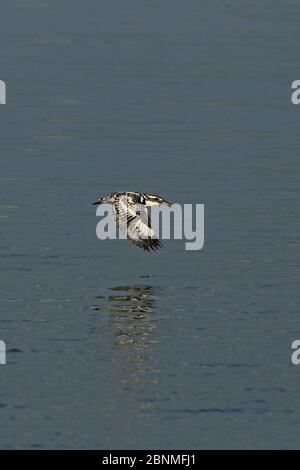 Eisvogel (Ceryle rudis travancoreensis) im Flug über Wasser, Sri Lanka. Stockfoto