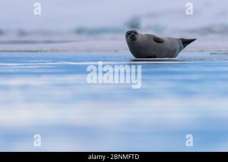 Seehund (Phoca vitulina) mitgeführt und auf Eis, Island, März. Stockfoto