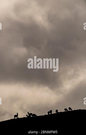 Rothirsch (Cervus elaphus) Herde gegen Himmel, Jura, Schottland, Großbritannien, Februar. Stockfoto