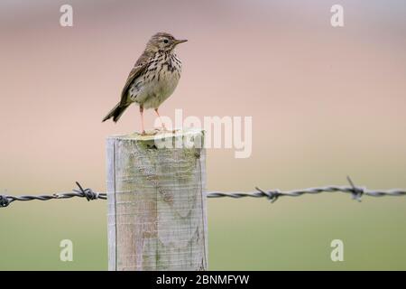 Wiesenpipit (Anthus pratensis) auf Stacheldraht, Islay, Schottland Stockfoto