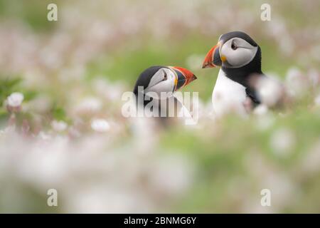 Atlantische Papageitaucher (Fratercula arctica) zwischen blühenden Sea campion (Silene uniflora), Skomer Island, Pembrokeshire, Wales, Großbritannien. Mai. Stockfoto
