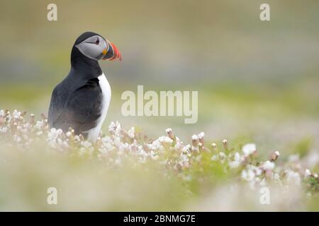 Atlantischer Papageientaucher (Fratercula arctica) zwischen blühendem Sea campion (Silene uniflora), Skomer Island, Pembrokeshire, Wales, Großbritannien. Mai. Stockfoto